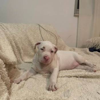 American bully štenci – vrhunski kvalitet