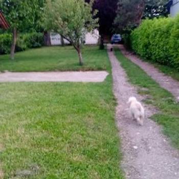 Avala, blizu megamarketa Koka Mar, 200 m2
