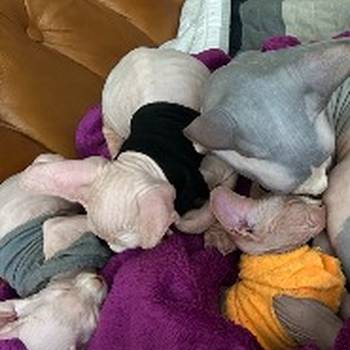 Preostala 2 mužjaka Sphynx mačića (3,5 meseca) – spremni za preuzimanje odmah (Beograd)