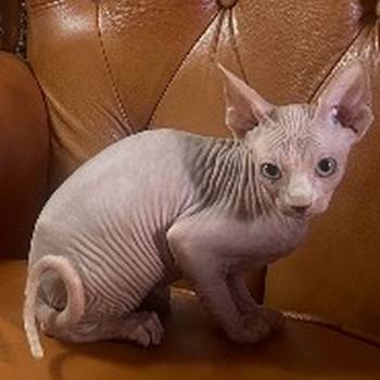 Preostala 2 mužjaka Sphynx mačića (3,5 meseca) – spremni za preuzimanje odmah (Beograd)