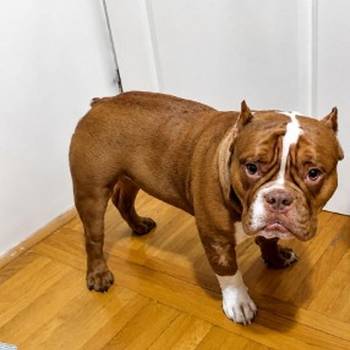 Muzjak -American Bully Exotic Merle