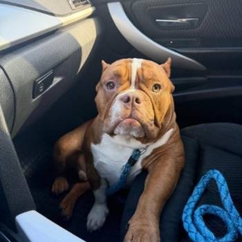 Muzjak -American Bully Exotic Merle