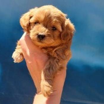 Maltipoo stenci