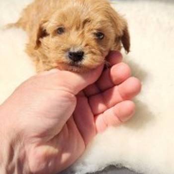 Maltipoo stenci