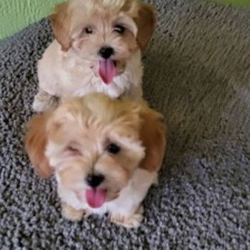 Maltipoo stenci
