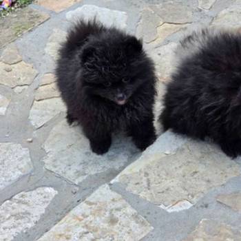Medvedići pomeranci čekaju na vas