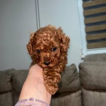 Toy pudlica