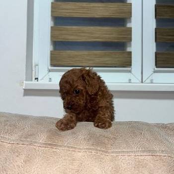 Toy pudlica