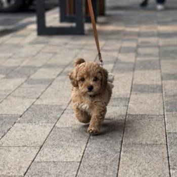 Maltipoo stenci