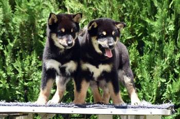 Shiba Inu / Šiba inu, štenci