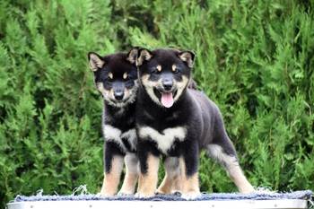 Shiba Inu / Šiba inu, štenci