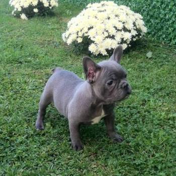 Francuski buldog štenci egzoticnih boja