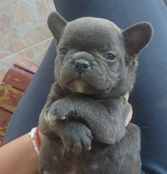 Francuski buldog štenci egzoticnih boja