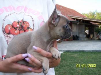 Francuski buldog štenci egzoticnih boja