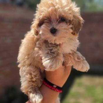 Maltipoo bebe