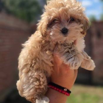 Maltipoo bebe