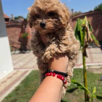 Maltipoo bebe