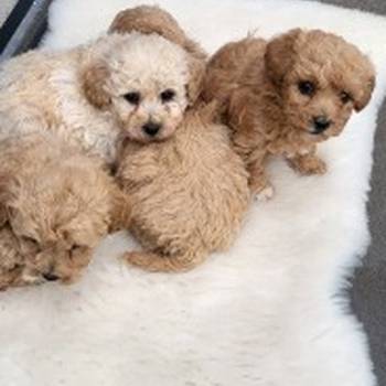 Maltipoo- bipoo