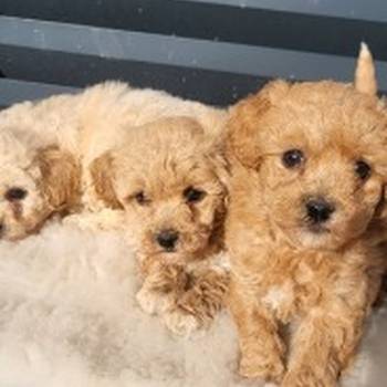 Maltipoo- bipoo