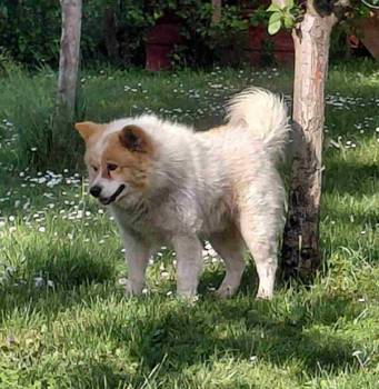 Poklon - Mešanac akita inu i samojeda, star 2 god