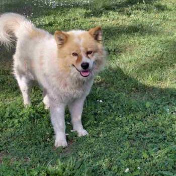 Poklon - Mešanac akita inu i samojeda, star 2 god