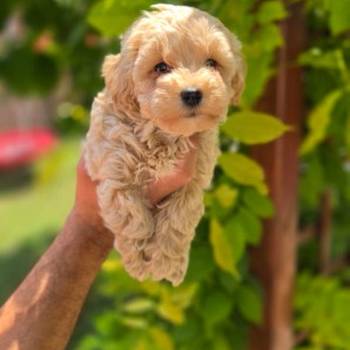 Maltipoo stenci spremni su za preuzimanje