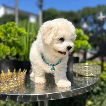 Bichon Frise štenci