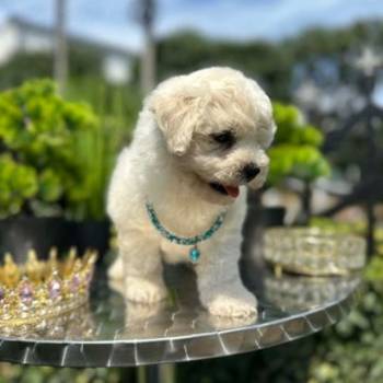 Bichon Frise štenci