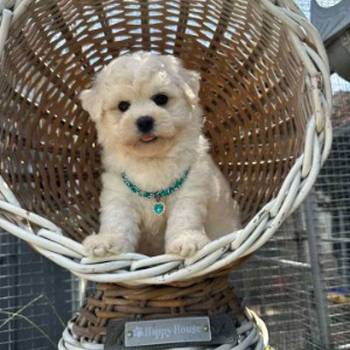 Bichon Frise štenci