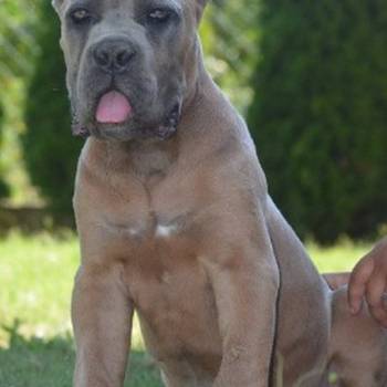 Cane Corso, vrhunski štenci