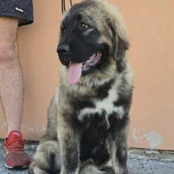 Kavkaski ovčar vrhunski štenci
