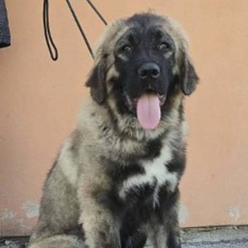 Kavkaski ovčar vrhunski štenci