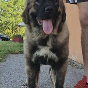 Kavkaski ovčar vrhunski štenci