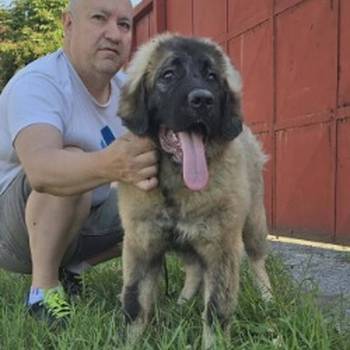 Kavkaski ovčar vrhunski štenci