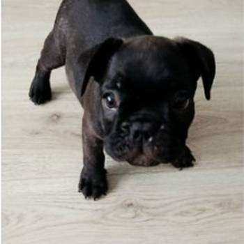Francuski buldog