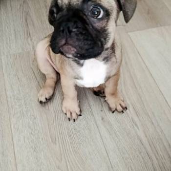 Francuski buldog