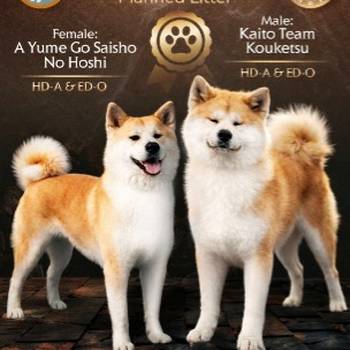 Akita Inu prelepi štenci