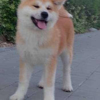 Akita Inu prelepi štenci