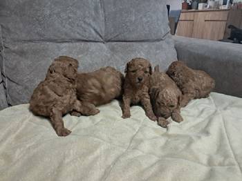 Crvena toj pudla ( Toy Poodle )