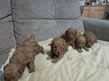 Crvena toj pudla ( Toy Poodle )