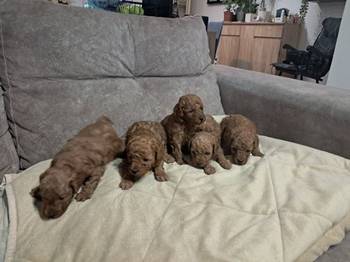Crvena toj pudla ( Toy Poodle )