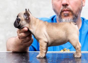 Francuski bulldog, vrhunsko leglo