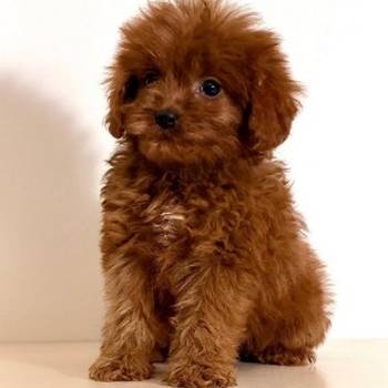 Cavapoo-Kavapu (cavalier king charles spaniel + pudla)