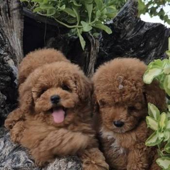 Pudle i maltipoo, prelepi štenci
