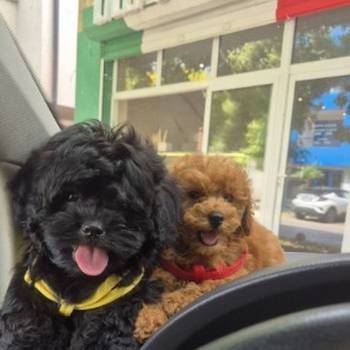Pudle i maltipoo, prelepi štenci