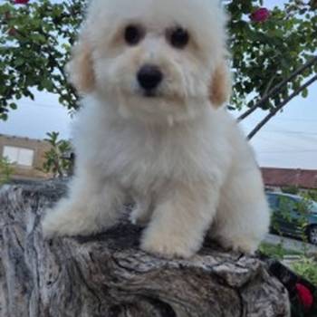 Pudle i maltipoo, prelepi štenci