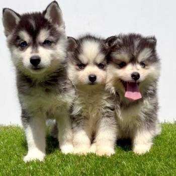 Pomsky-pomski (pomeranac + haski)