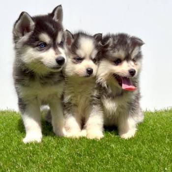 Pomsky-pomski (pomeranac + haski)