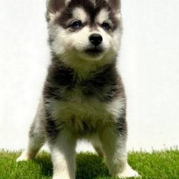 Pomsky-pomski (pomeranac + haski)
