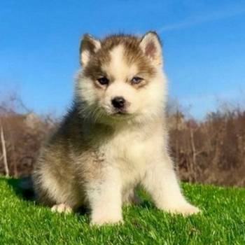 Pomsky-pomski (pomeranac + haski)